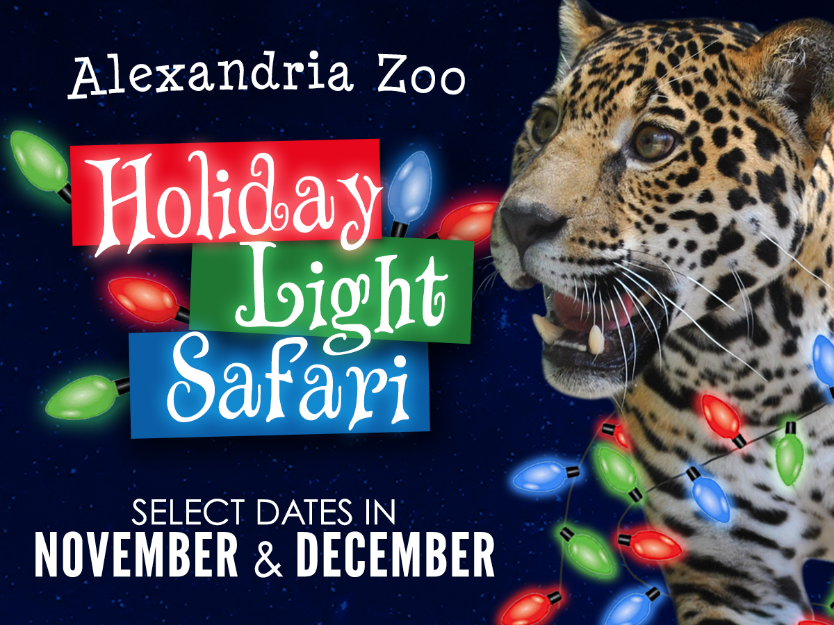 logo Holiday Light Safari