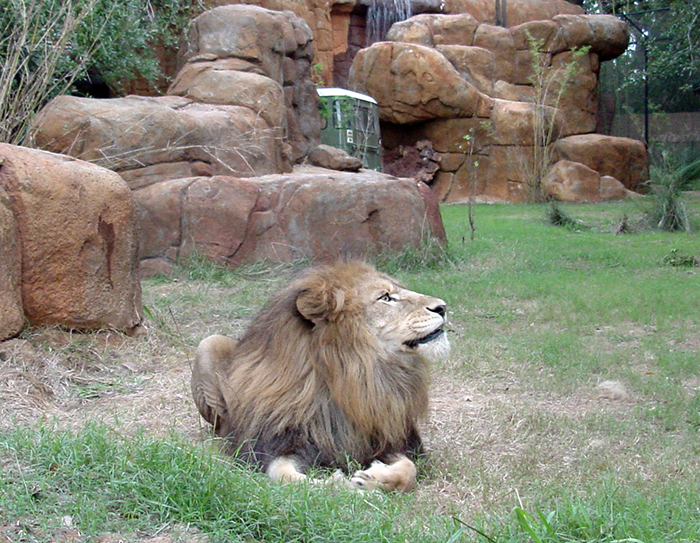 African lion