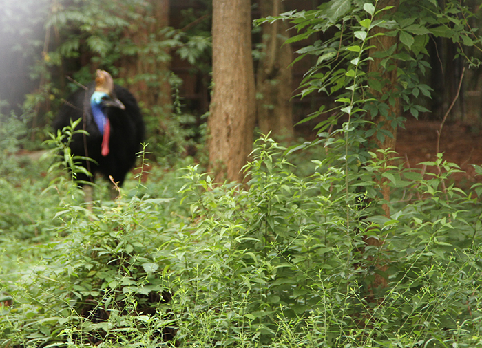 cassowary