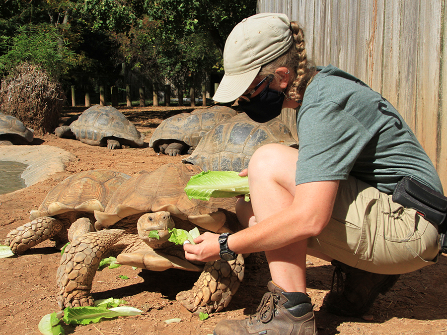 zookeeper with tortoise