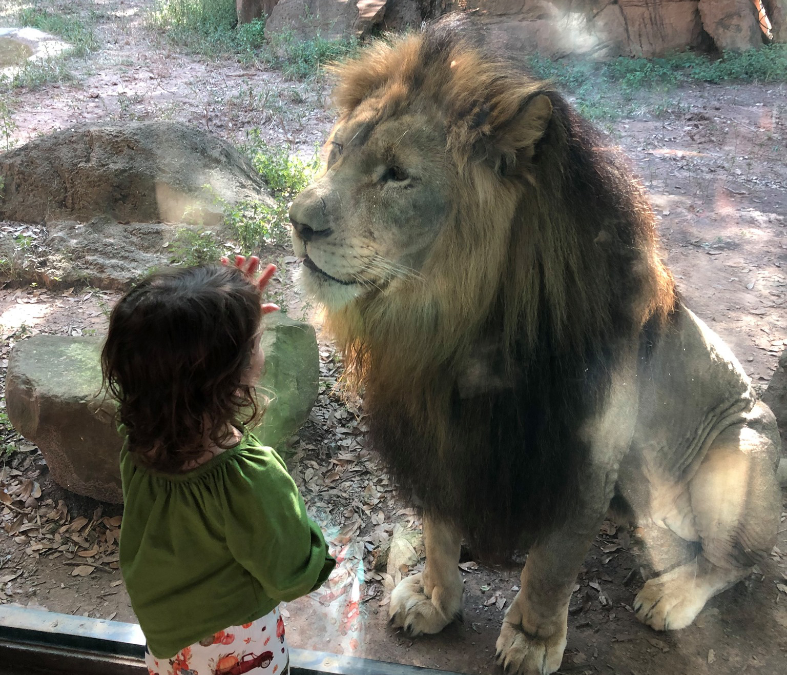 child and African lion